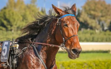 Wellington Cup: Man runs onto Trentham Racecourse