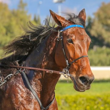 Wellington Cup: Man runs onto Trentham Racecourse