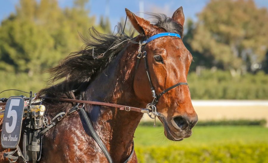 Wellington Cup: Man runs onto Trentham Racecourse